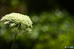 人参の花ビフォー