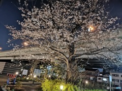 夜桜