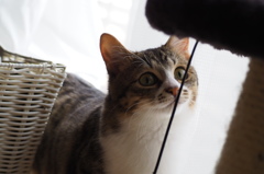 にゃん