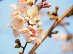 桜のやつ