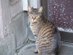 近所の野良猫