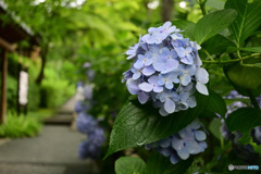 久安寺の紫陽花