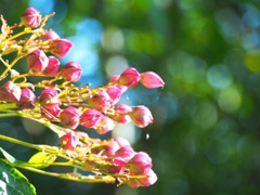 花より魅力的