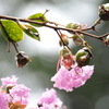 雨上がりとひととき