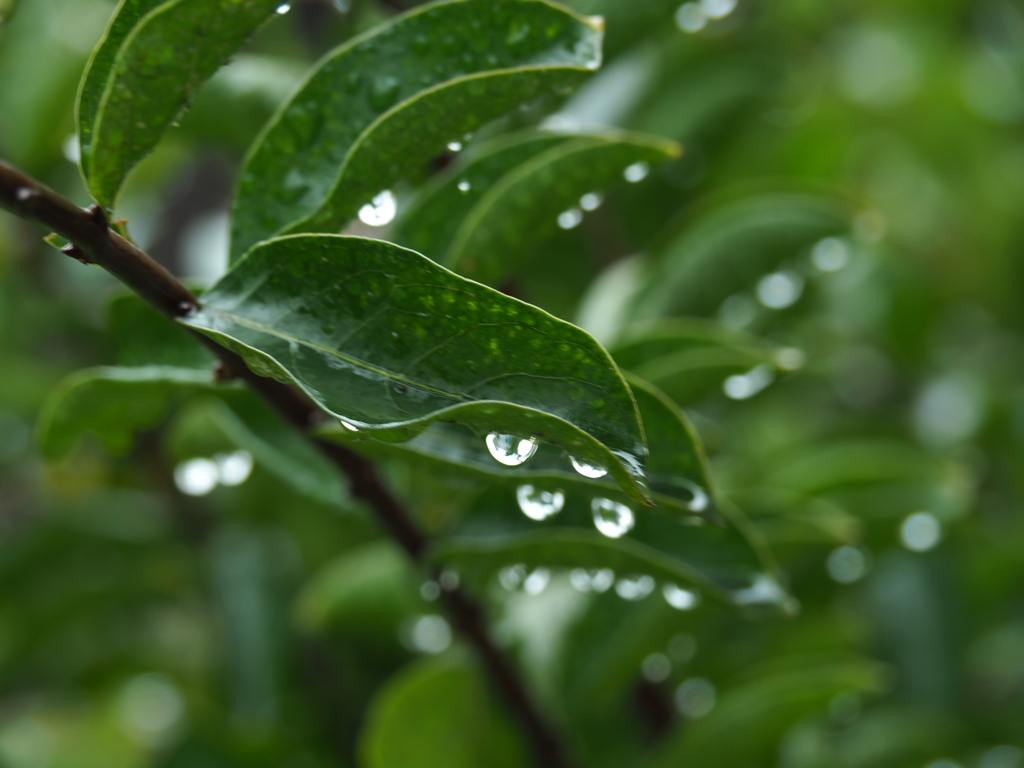 秋の長雨ですか？