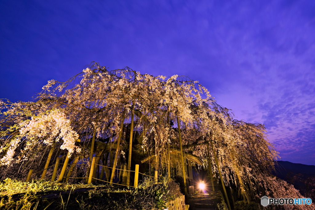 宵の口の枝垂れ桜