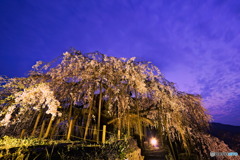 宵の口の枝垂れ桜