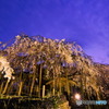 宵の口の枝垂れ桜
