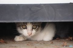 子猫の目に浮かぶ視界