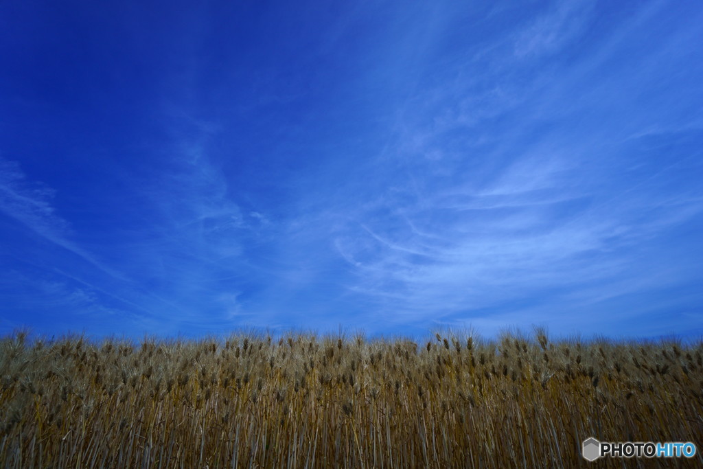 小麦畑と青い空