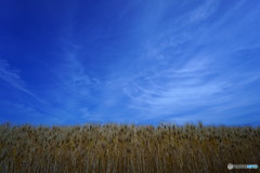小麦畑と青い空