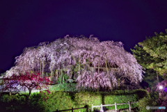 静けさの中の夜桜