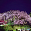 静けさの中の夜桜