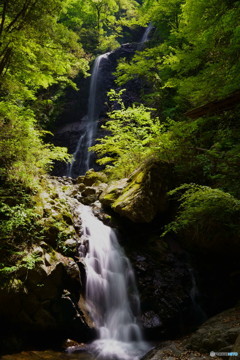 新緑の白猪の滝