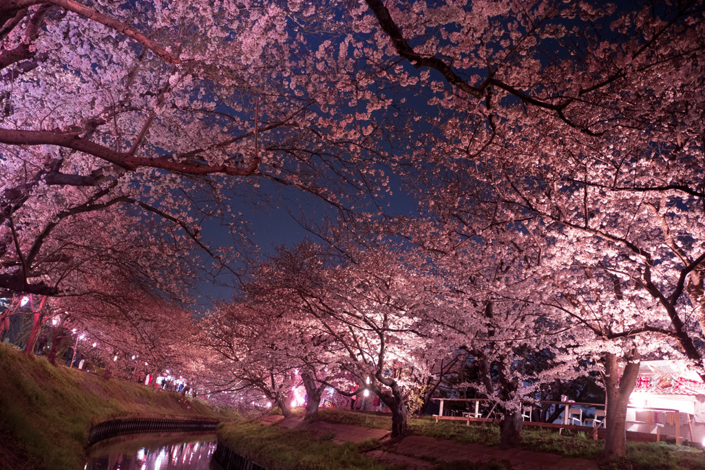 桜を仰いで