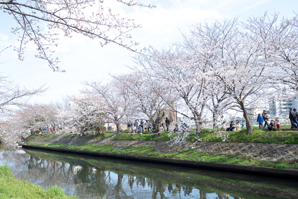 海老川の春