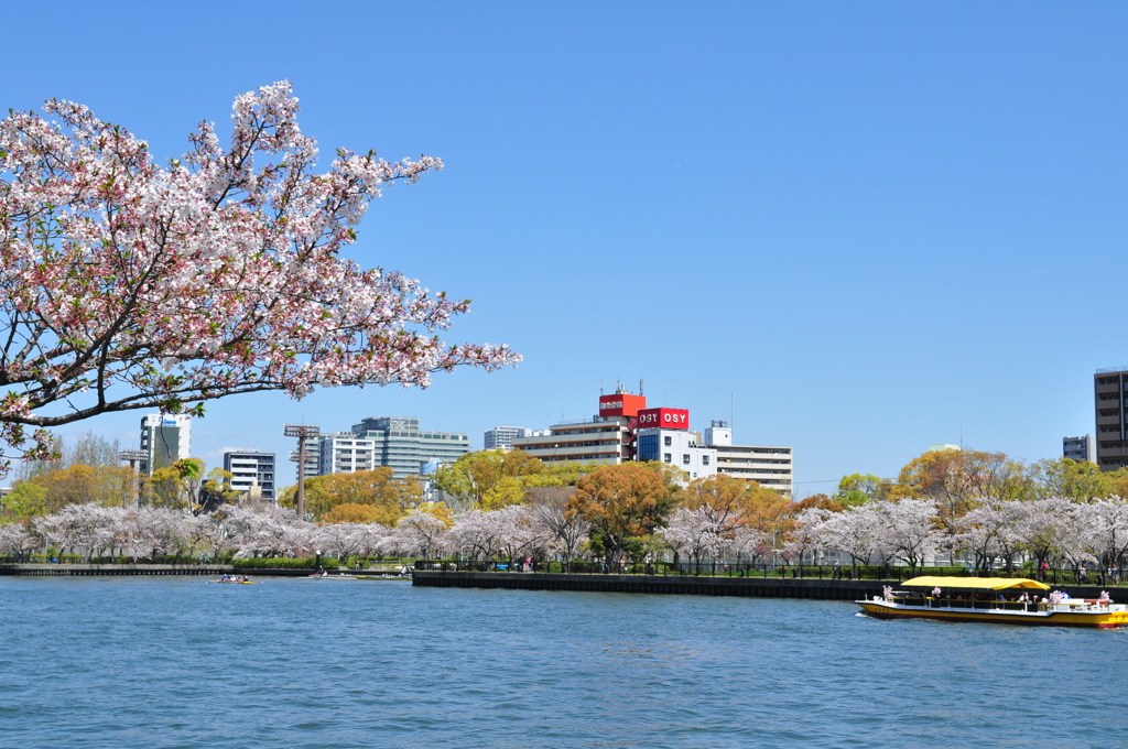 大阪の桜