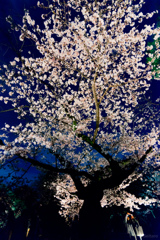 夜桜