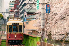 荒川線と桜