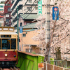 荒川線と桜