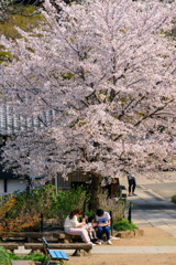 桜の木の下で