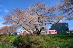 さくら