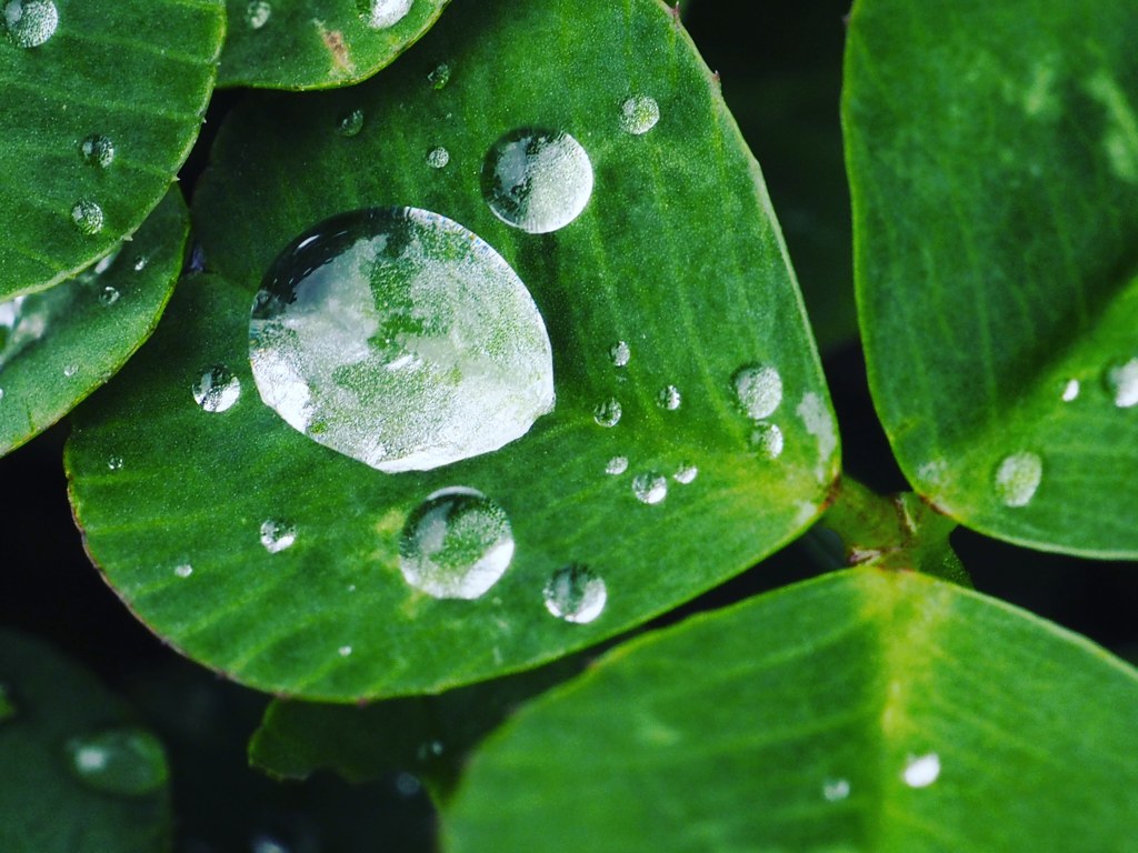 みつばのクローバー