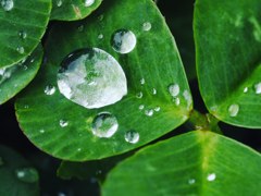 みつばのクローバー