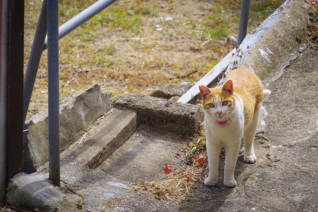 招かれ猫