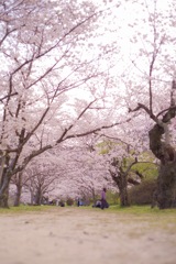 桜並木