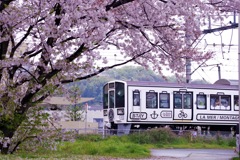 桜×ラマル
