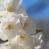 さくら