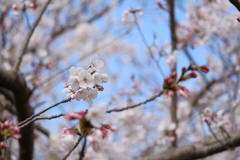 河川敷公園の桜（直方市）⑨