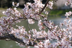 平成最後の桜⑭