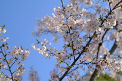 平成最後の桜⑳