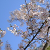 平成最後の桜⑳