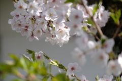 平成最後の桜⑥