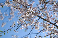 平成最後の桜②