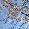 平成最後の桜②