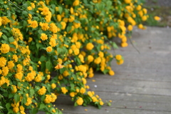 到津の森公園の花たち②