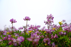 蓮華寺の蓮華草①