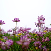 蓮華寺の蓮華草①