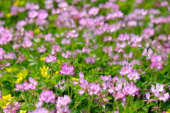 蓮華寺の蓮華草⑧