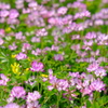 蓮華寺の蓮華草⑧