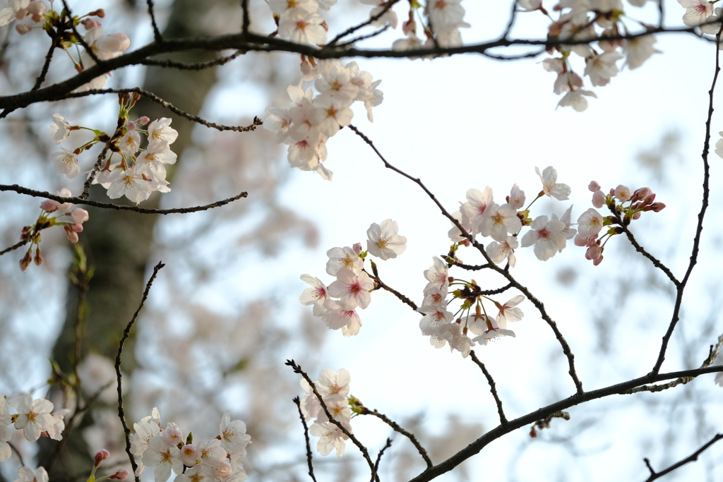 平成最後の桜⑲