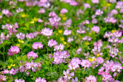 蓮華寺の蓮華草②