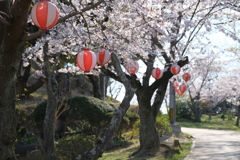 平成最後の桜㉑