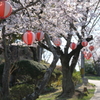 平成最後の桜㉑