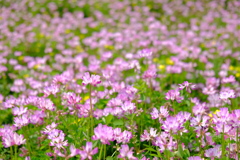 蓮華寺の蓮華草⑦