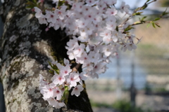 平成最後の桜⑨